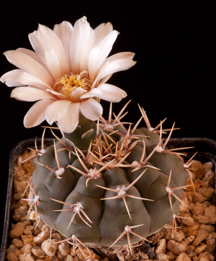 Gymnocalycium sp